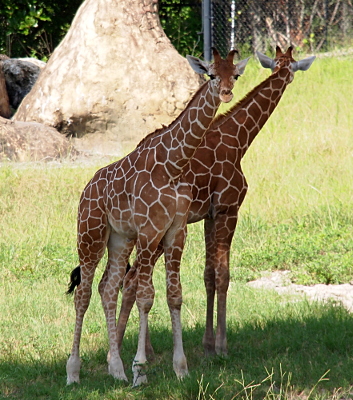 [Two young giraffes stand in the shade with their hind ends apparently touching. Their front ends away from each other and their heads face opposite directions--one directly faces the camera while the other face completely to the back end of the exhibit.]